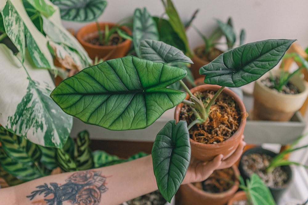 green plant on brown clay pot