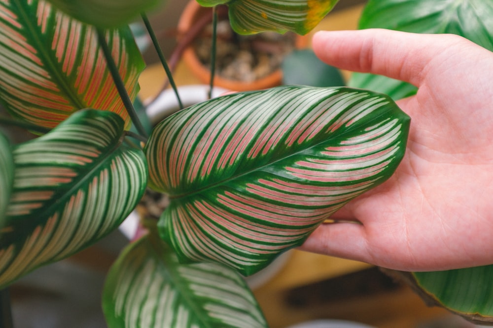 person holding green leaves during daytime