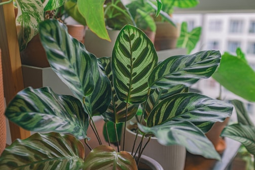 A collection of lush, green plants is arranged together, featuring large, vibrant leaves with variegated patterns. The leaves display a mix of dark and light green streaks, giving a natural and lively atmosphere. The plants are in pots positioned near a window, allowing soft natural light to illuminate them.