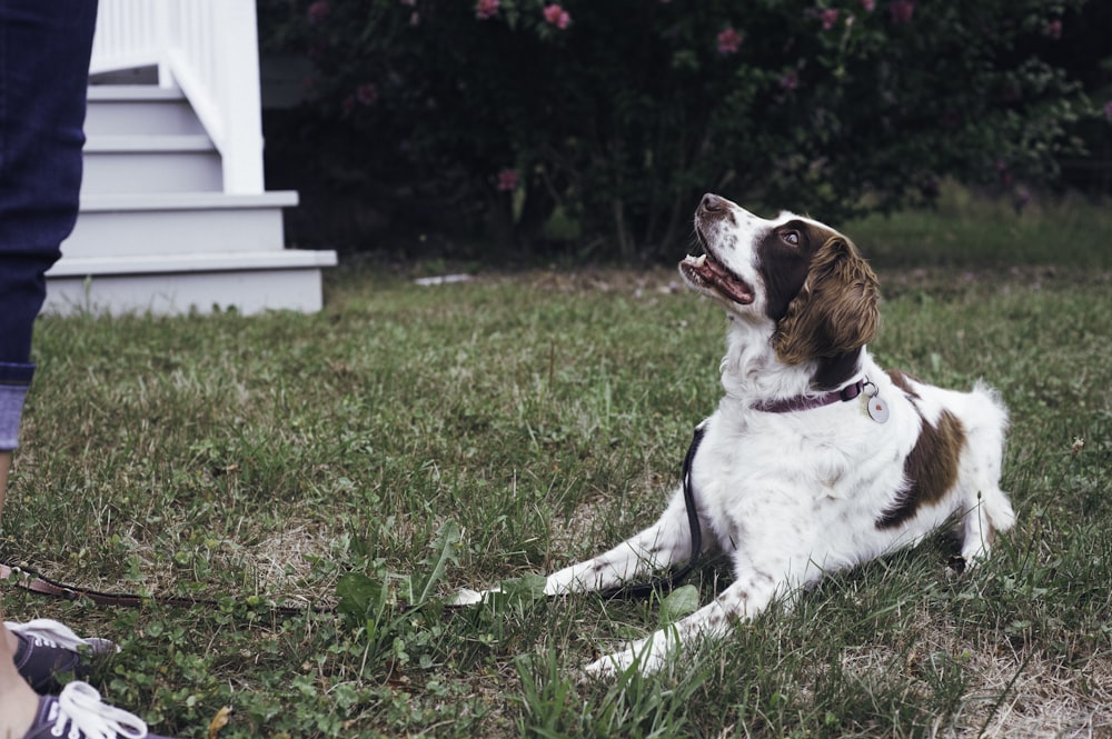 white and brown short coated dog lying on green grass field during daytime