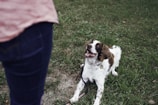 white and brown short coat medium dog on green grass field during daytime