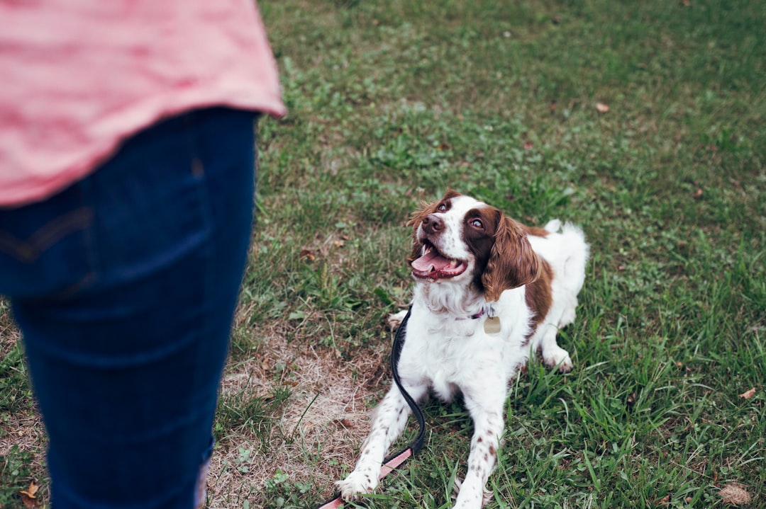 Understanding Your Canine Companions Body Language