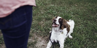 white and brown short coat medium dog on green grass field during daytime