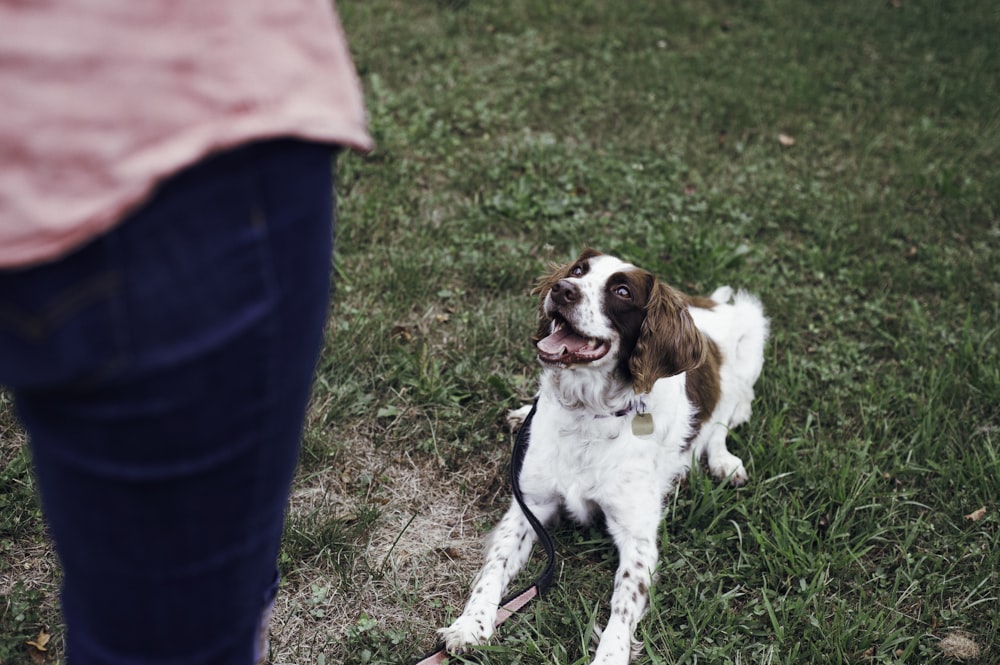 white and brown short coat medium dog on green grass field during daytime