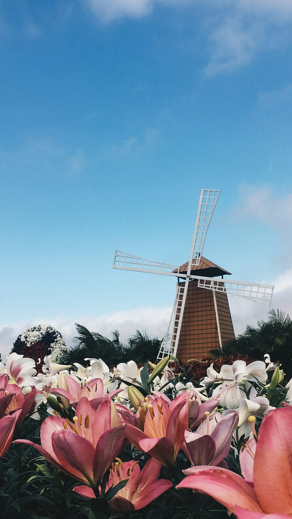 Braune Windmühle umgeben von rosa und weißen Blumen unter blauem Himmel während des Tages