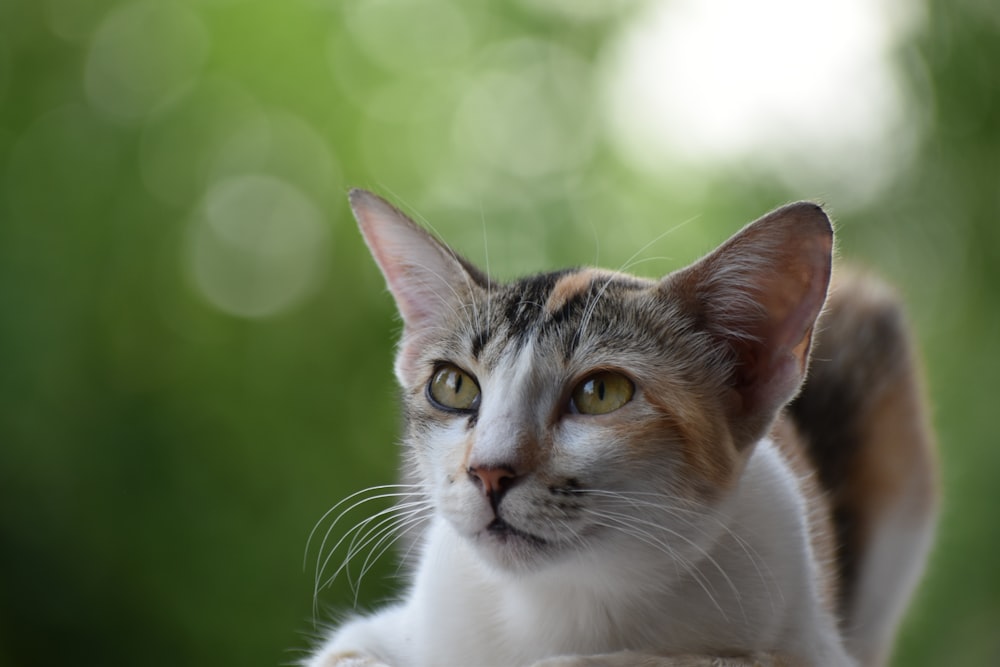 gato branco e marrom na grama verde durante o dia