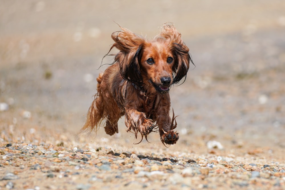 brown long coat small dog on brown sand during daytime