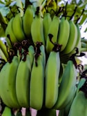 A close-up of ripe pisang berangan bunches hanging on a healthy banana tree.