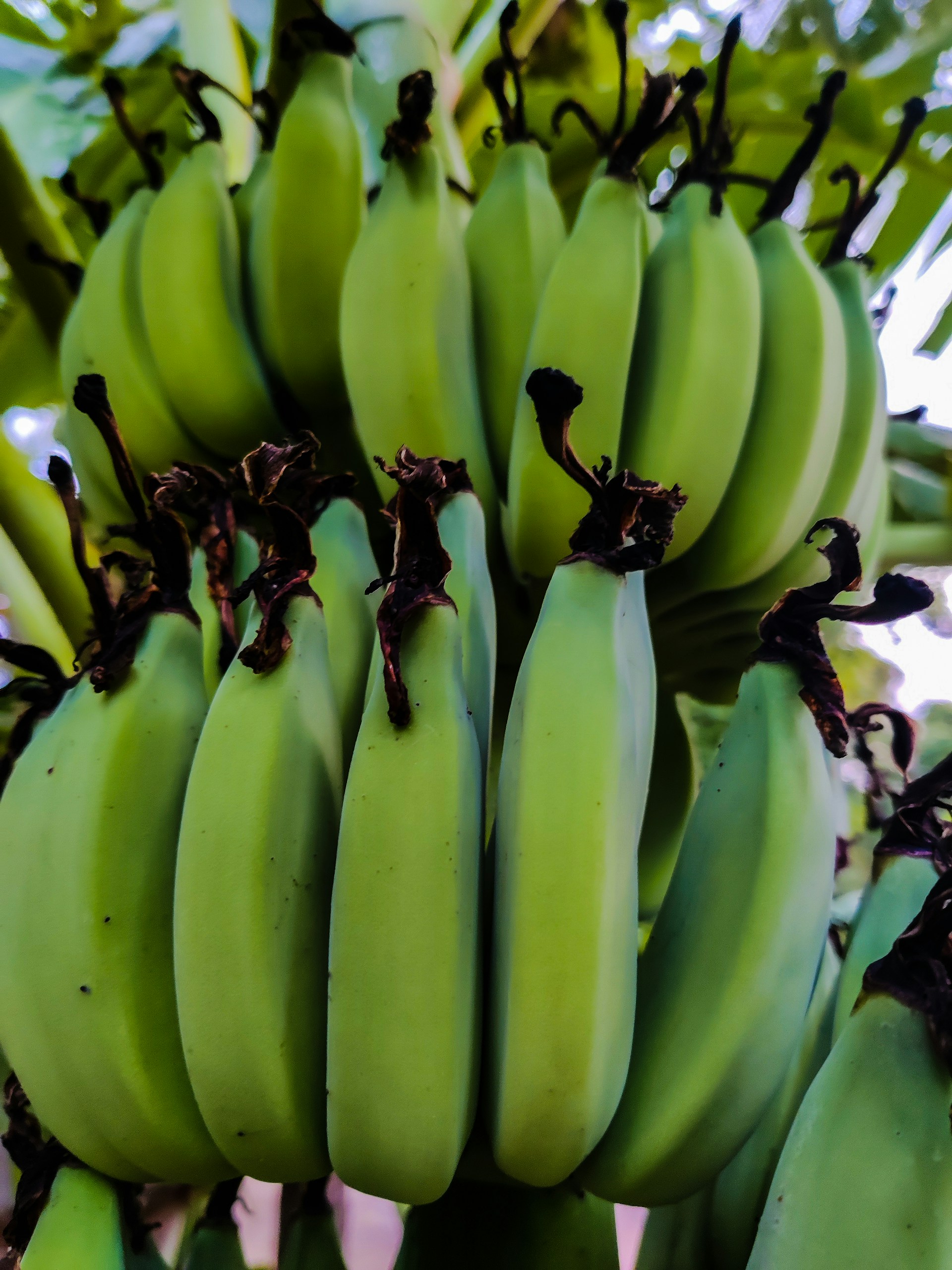 Close-up of fresh green banana bunches hanging ready for harvest in Malambo, Atlántico.