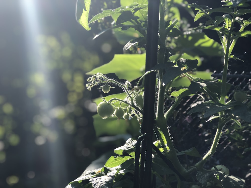 green plant with water droplets