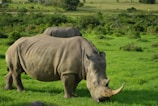 grey rhinoceros on green grass field during daytime