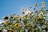 Sunflowers are shown from a low angle against a bright blue sky with the sun shining through the leaves and petals. The sunflowers are abundant, with vibrant yellow petals and green leaves swaying gently, some facing the sunlight directly, capturing a sense of vitality and growth.