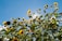 Sunflowers are shown from a low angle against a bright blue sky with the sun shining through the leaves and petals. The sunflowers are abundant, with vibrant yellow petals and green leaves swaying gently, some facing the sunlight directly, capturing a sense of vitality and growth.