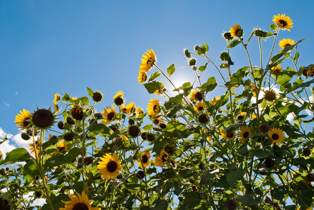 yellow sunflower under blue sky during daytime