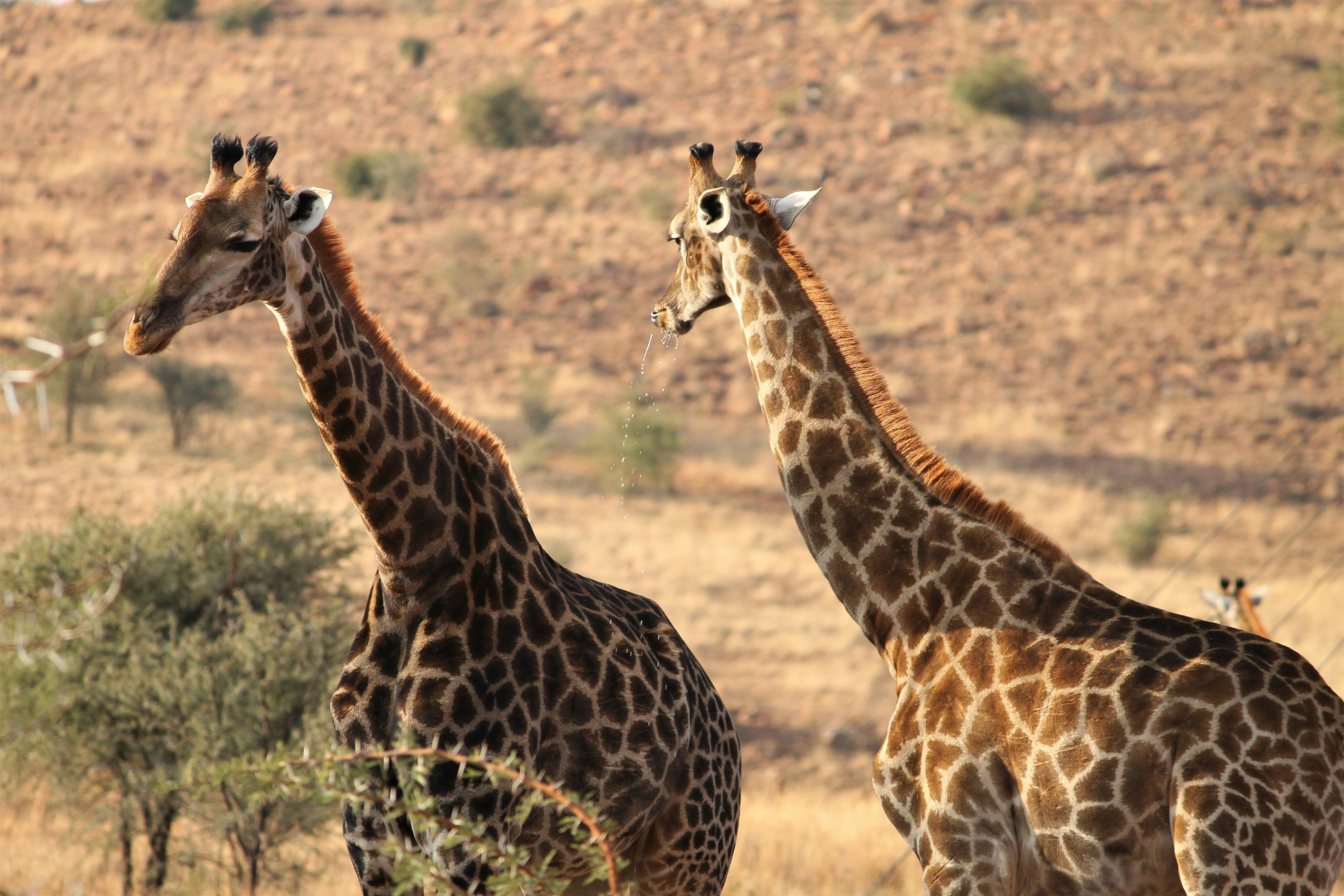 Photo by backyardphotos