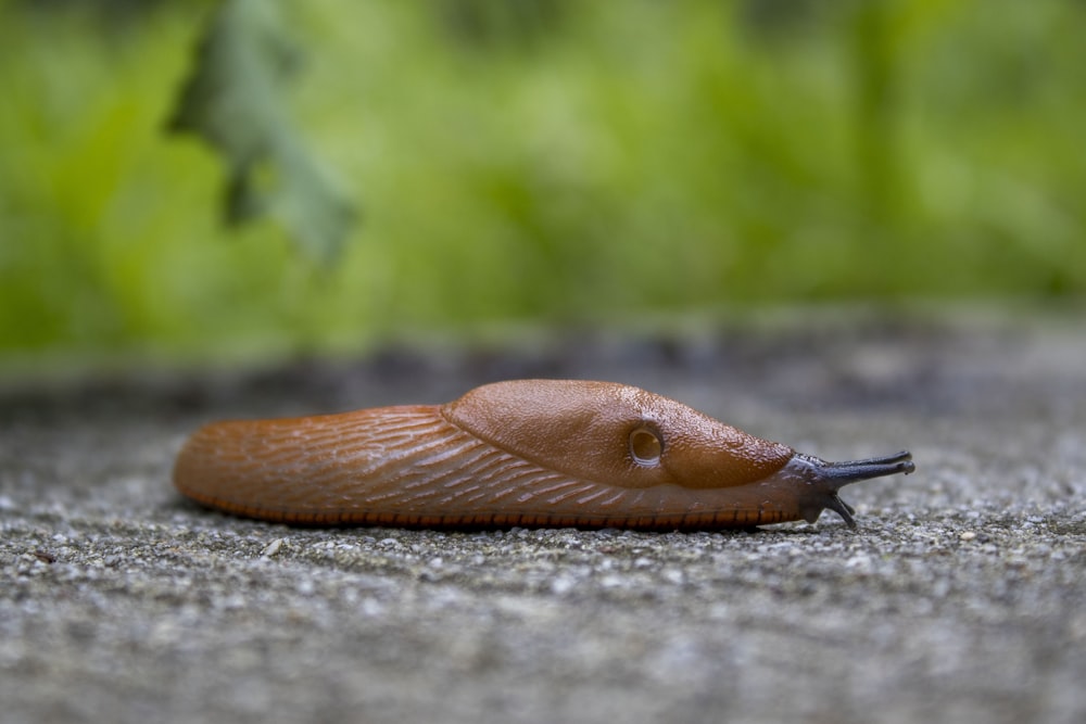 brown snail on gray concrete surface