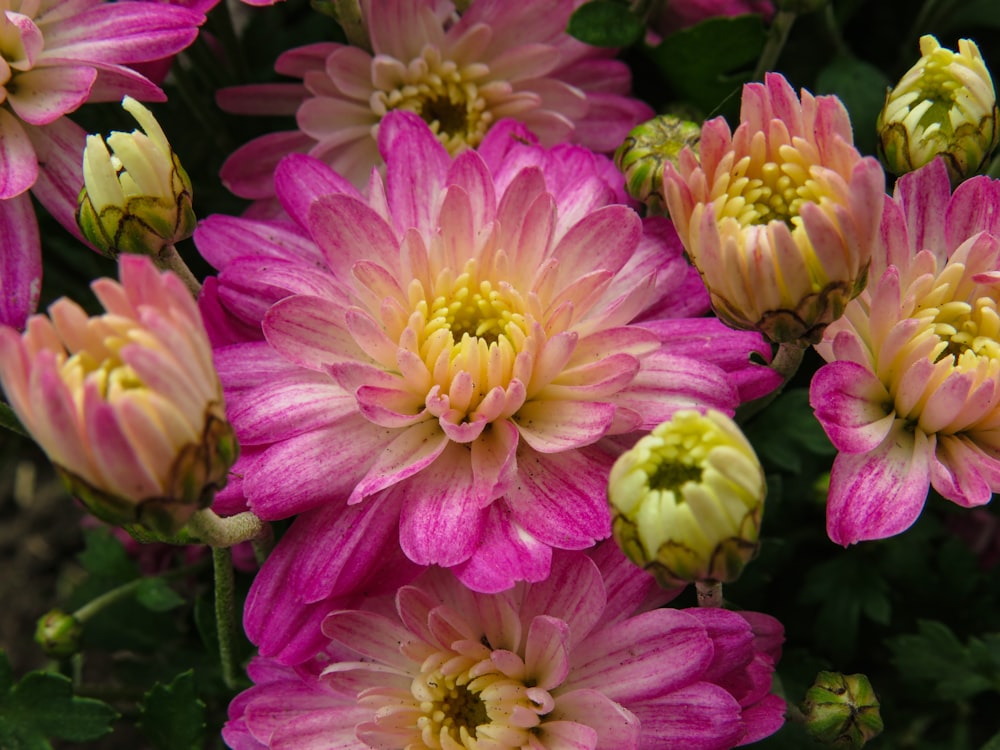 pink and white flower in macro lens photography