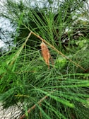 Close-up of a predator call resting on camo fabric amid pine needles and leaves