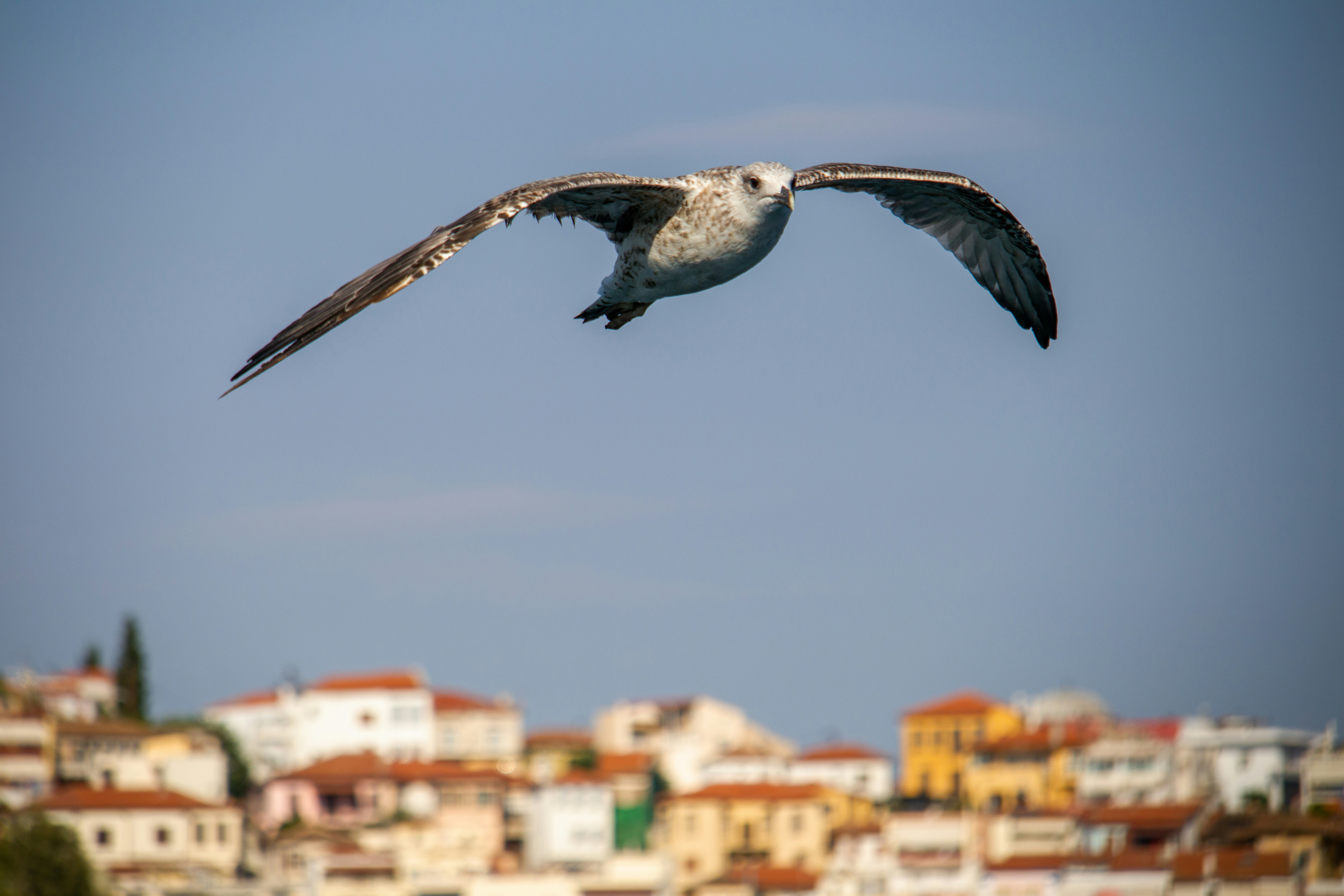 Let me fly