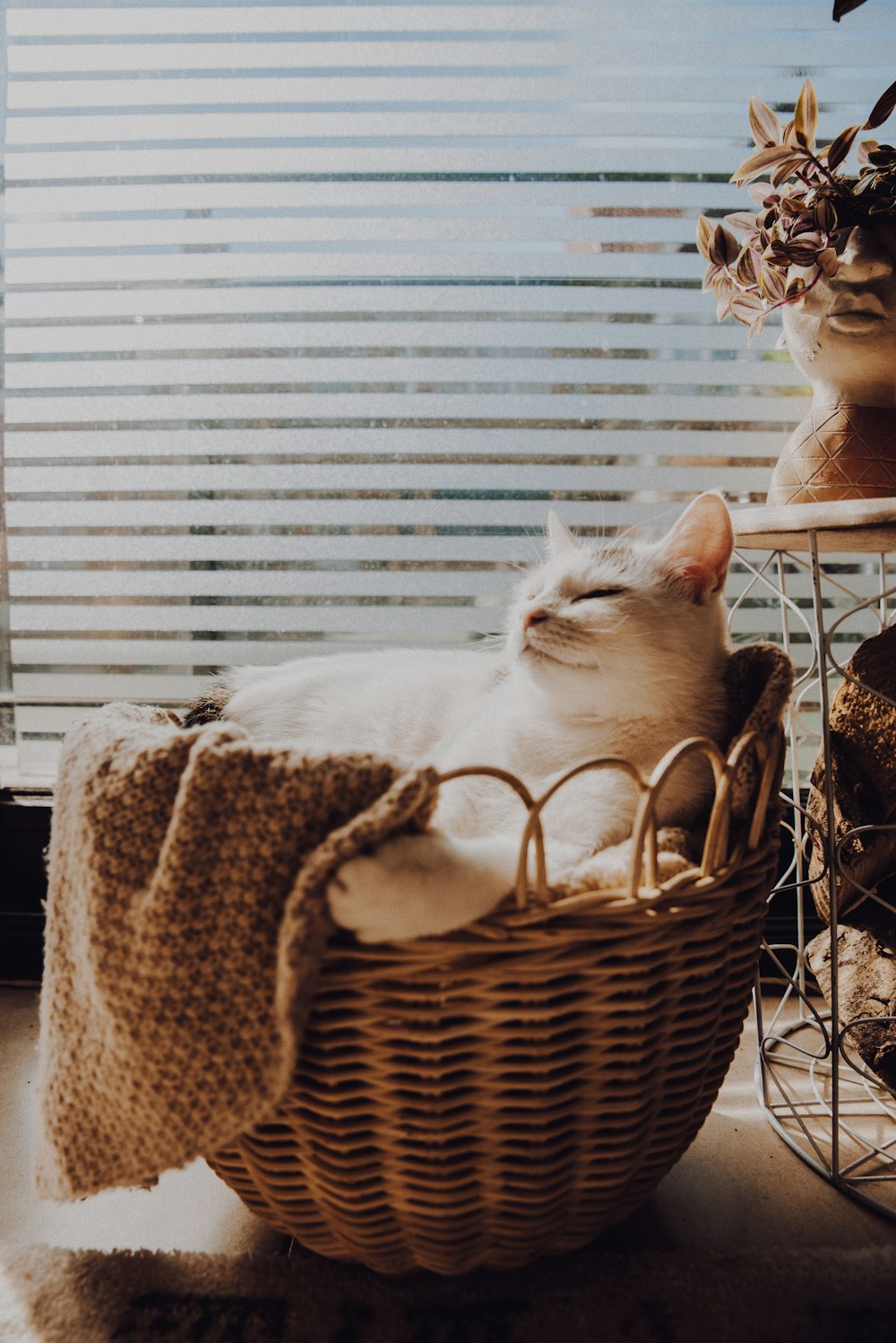 white cat on brown woven basket