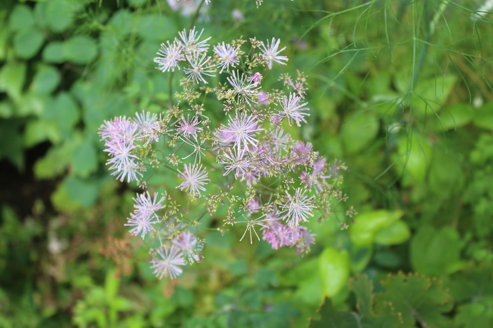 purple and white flowers in tilt shift lens