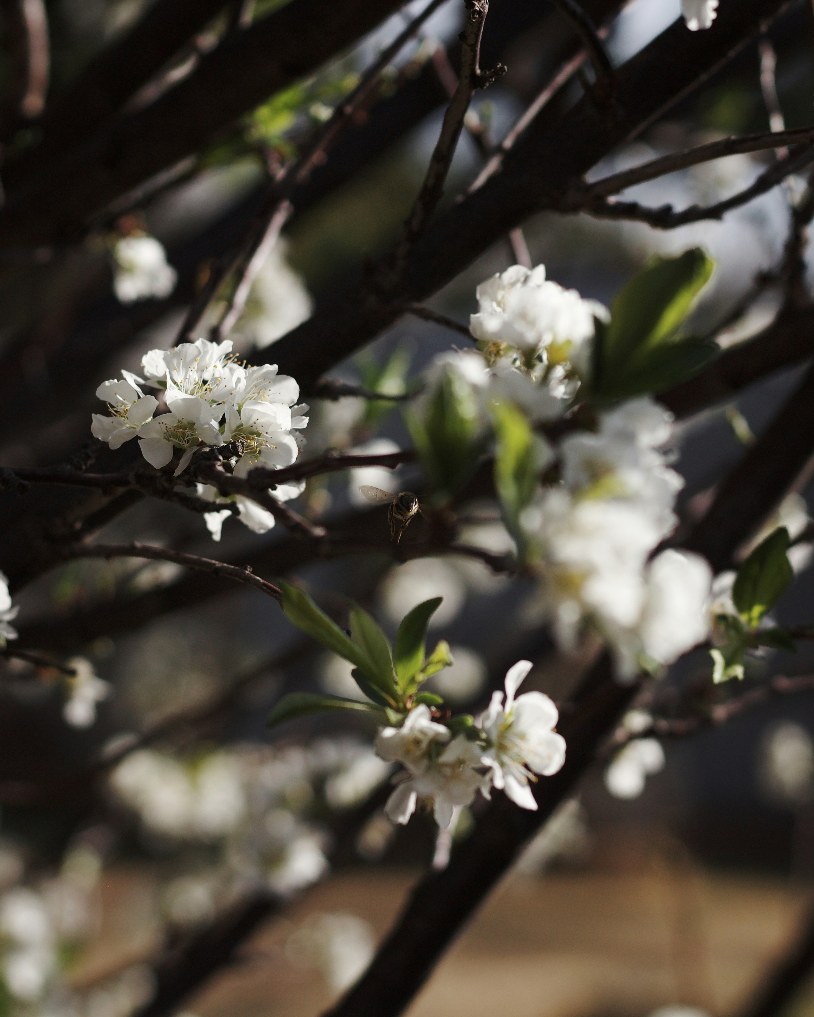 茶色の木の枝に白い花の写真 Unsplashで見つける南アフリカの無料写真