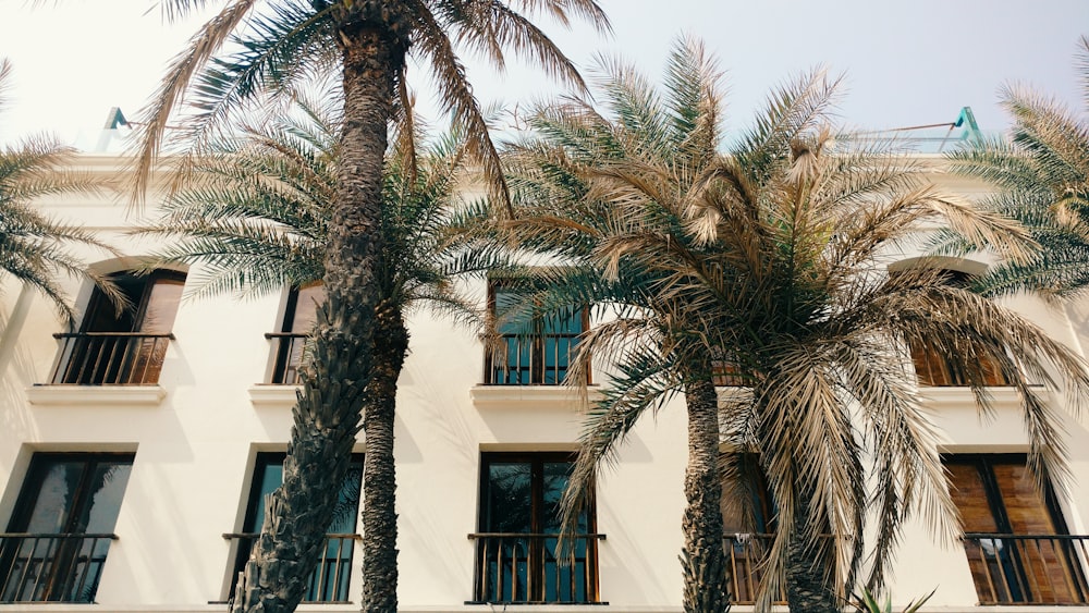 palm tree near white concrete building