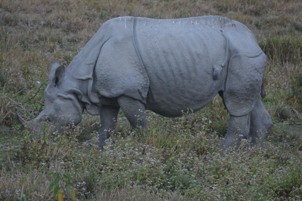 black rhinoceros on green grass during daytime