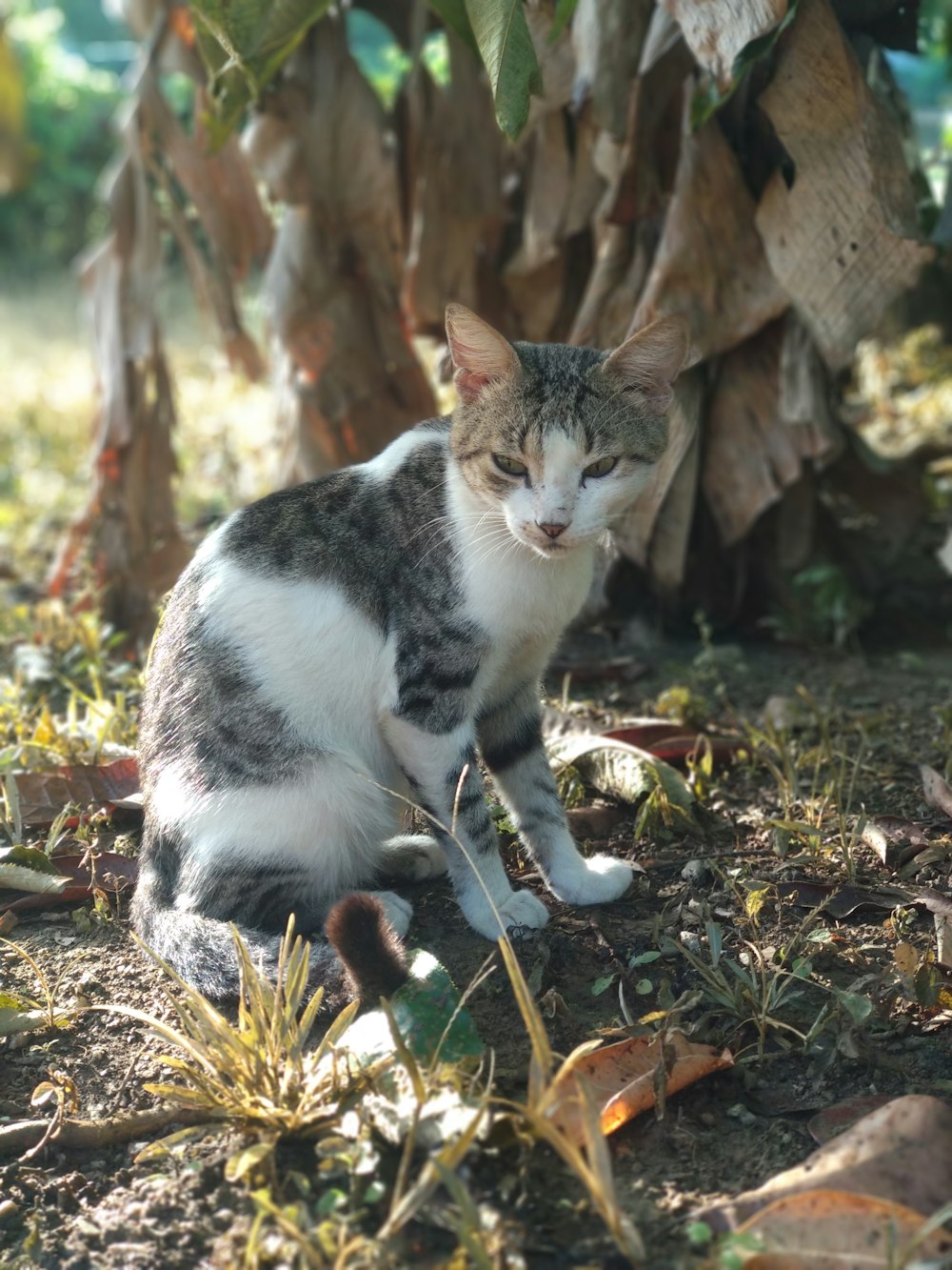 white and black cat on brown dried leaves