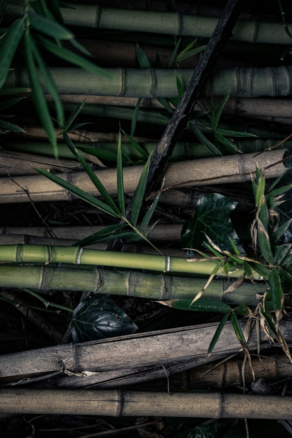 green bamboo stick on brown wooden surface