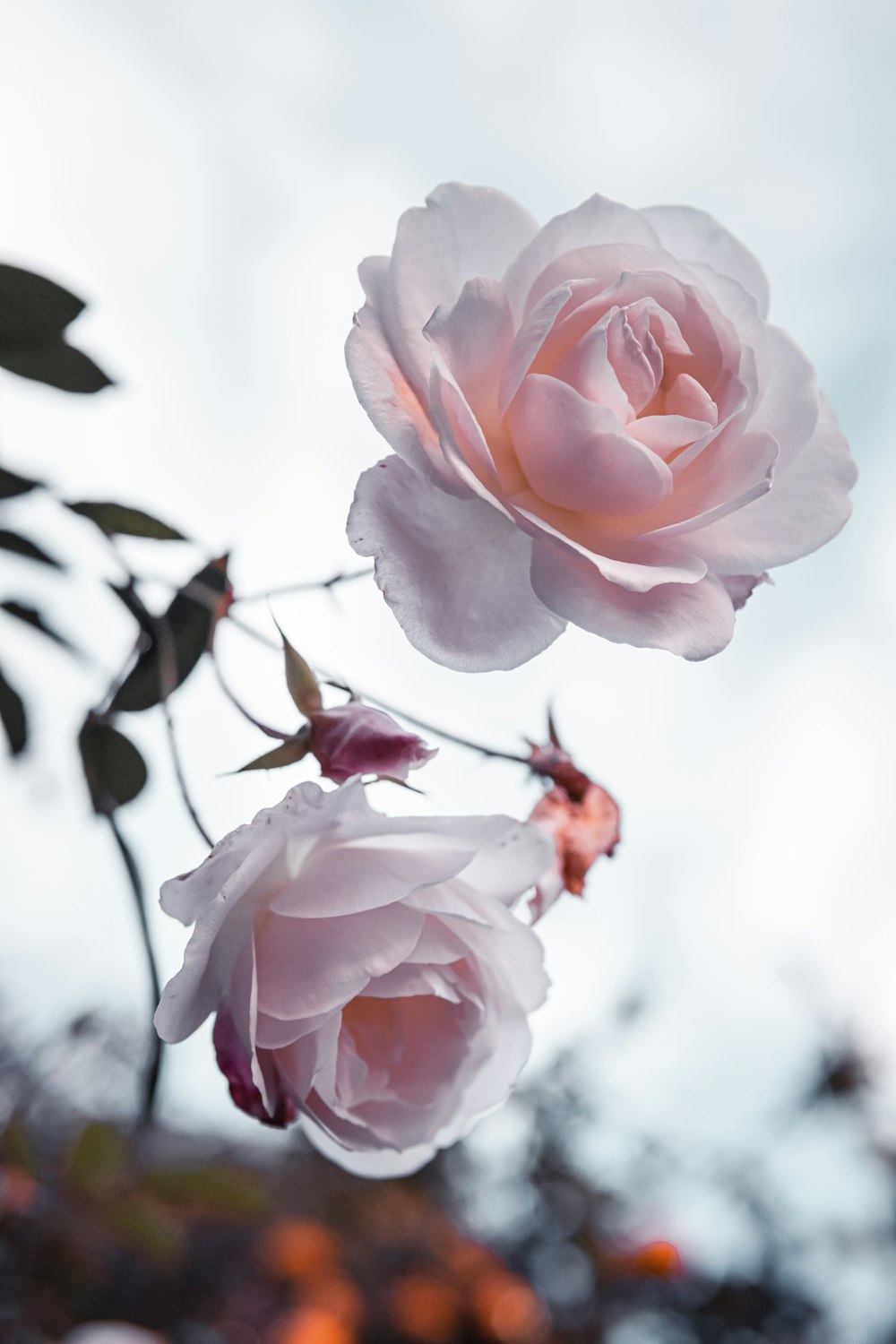 pink rose in bloom during daytime