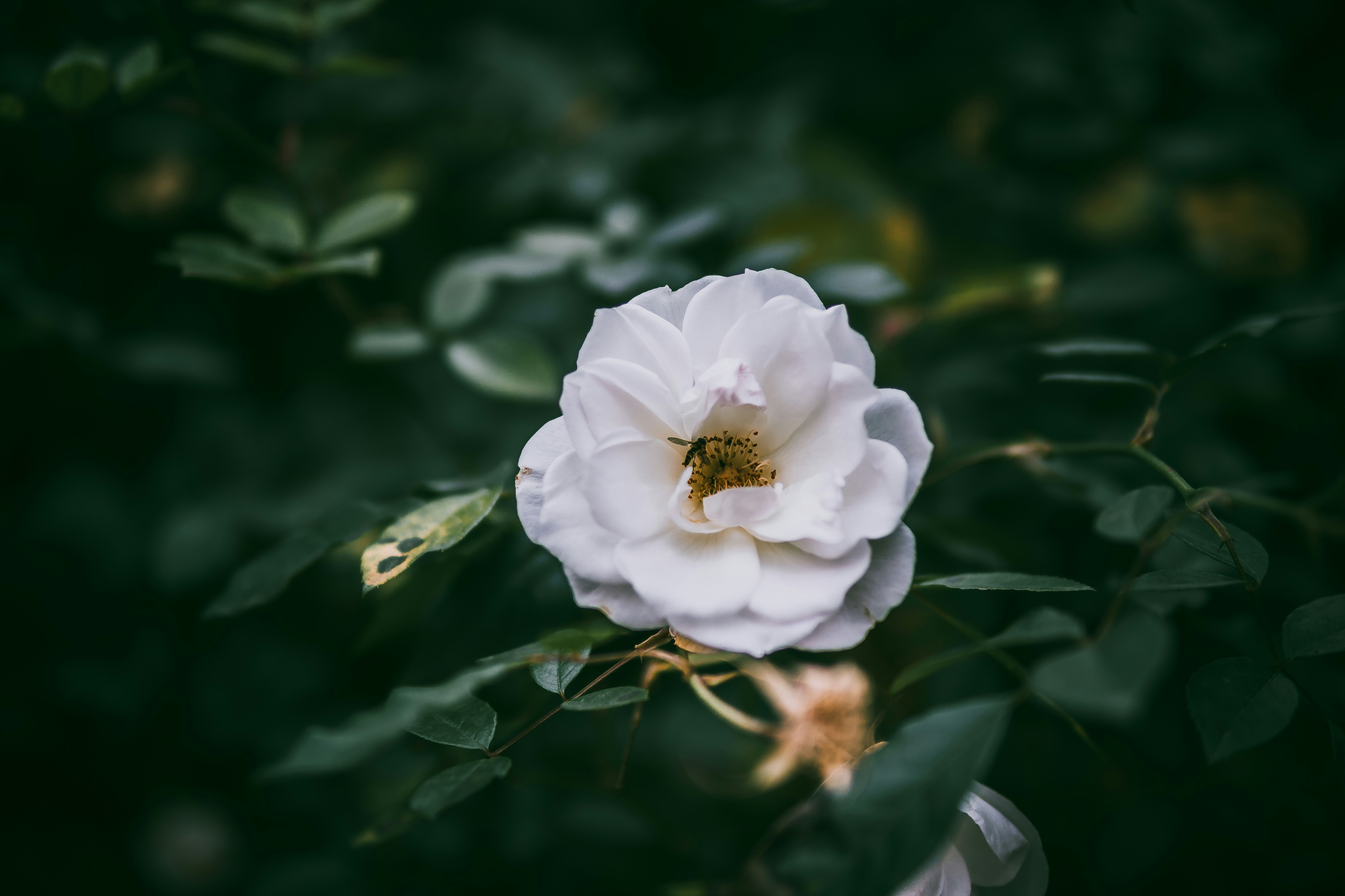 Photo by nature_of_the_experiment