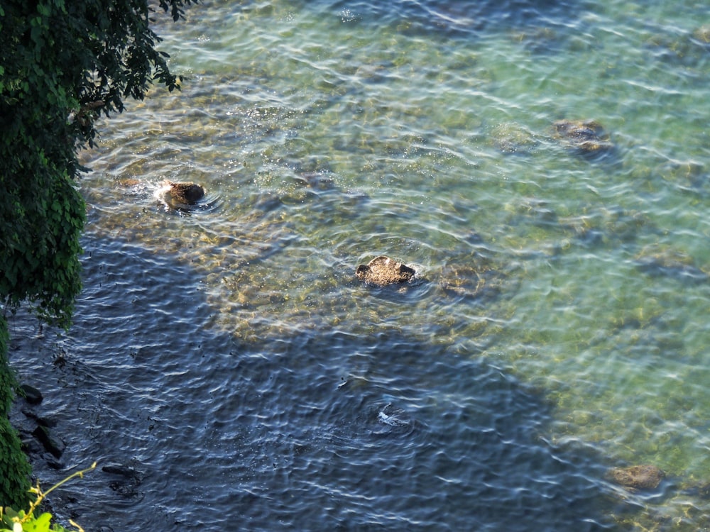 brown and white duck on water during daytime