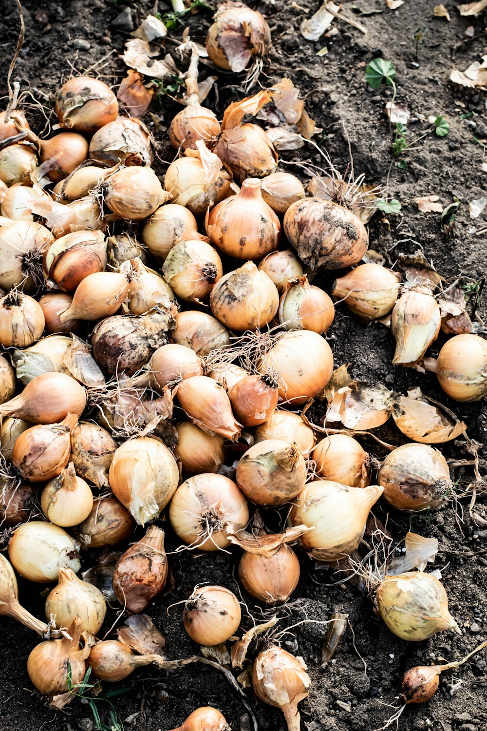 brown and white round fruits