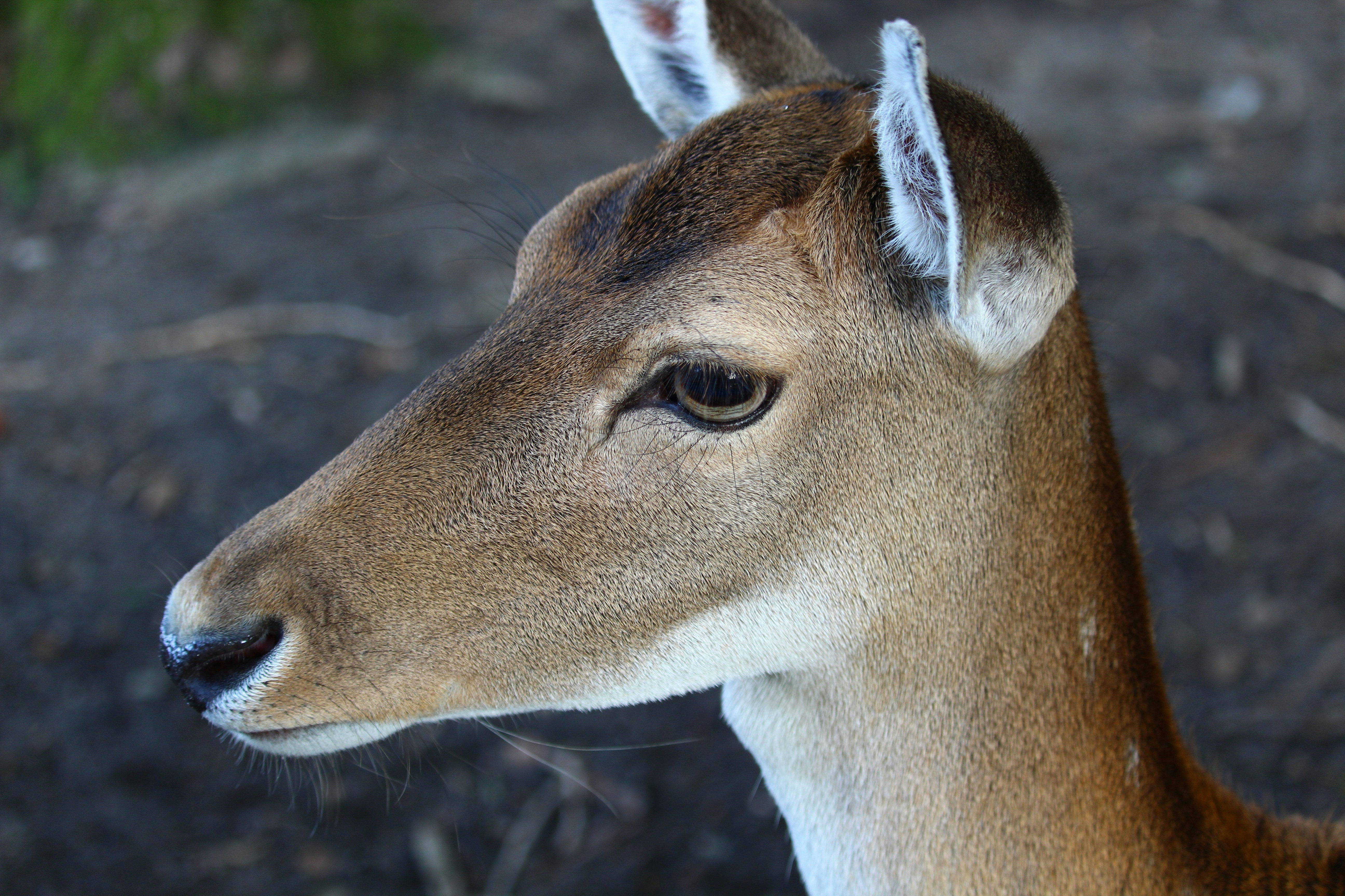 Photo by darbonville