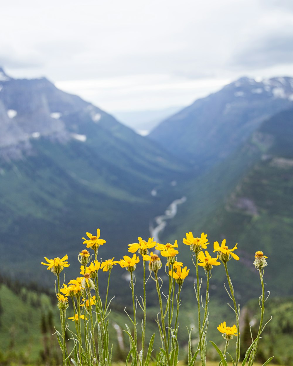 yellow flowers on green grass field near mountains during daytime