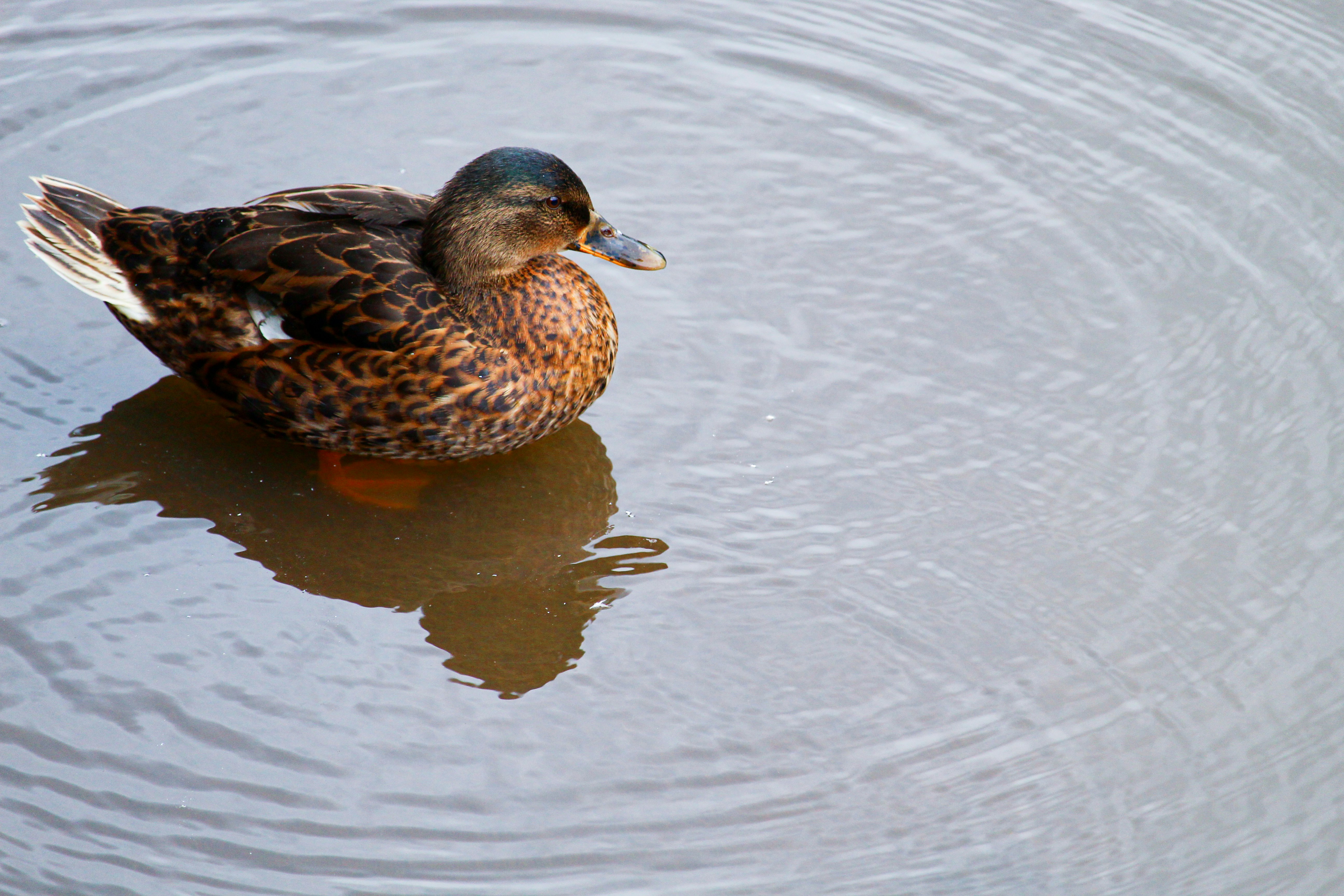 Photo by darbonville