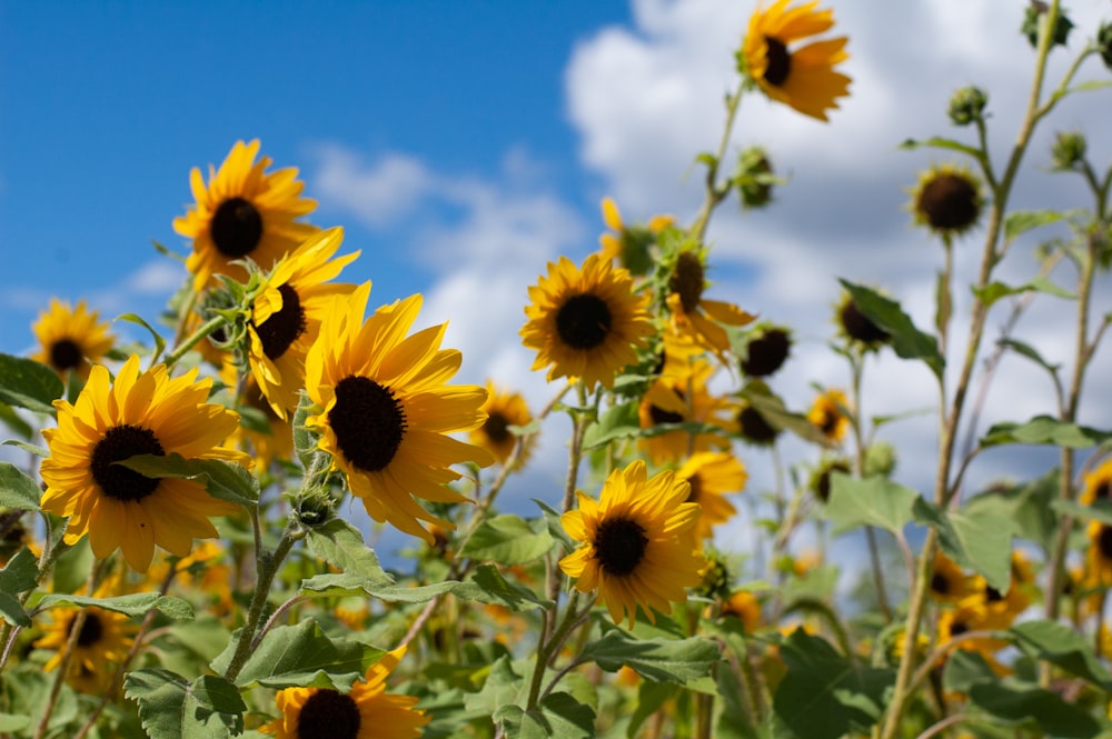 gelbe Sonnenblume unter blauem Himmel tagsüber