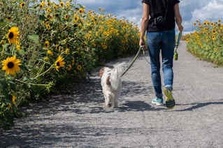 man in blue t-shirt and blue denim jeans walking with white dog on road during