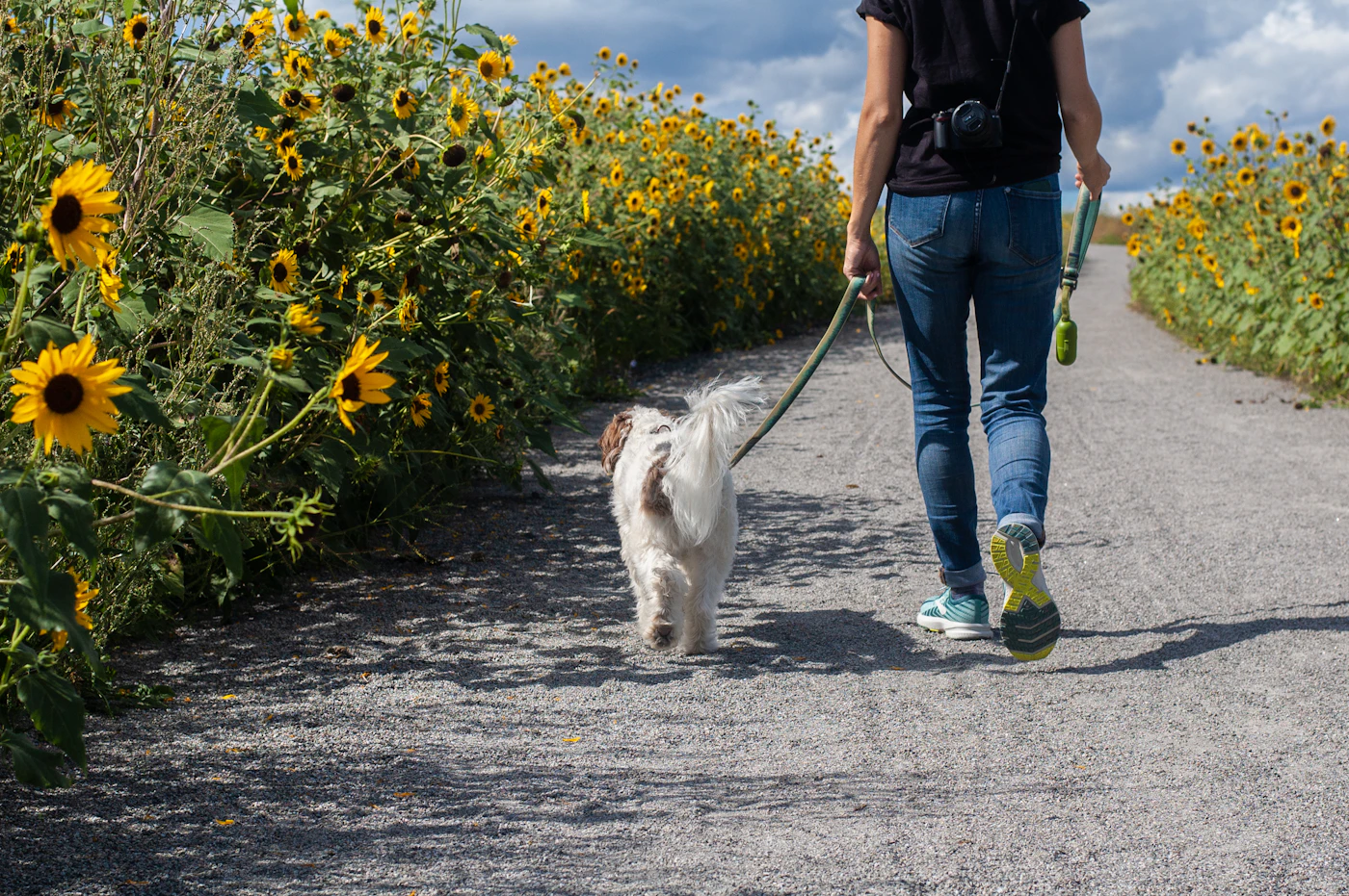 A person in blue walking a calm white dog along a sunlit park path in Canada
