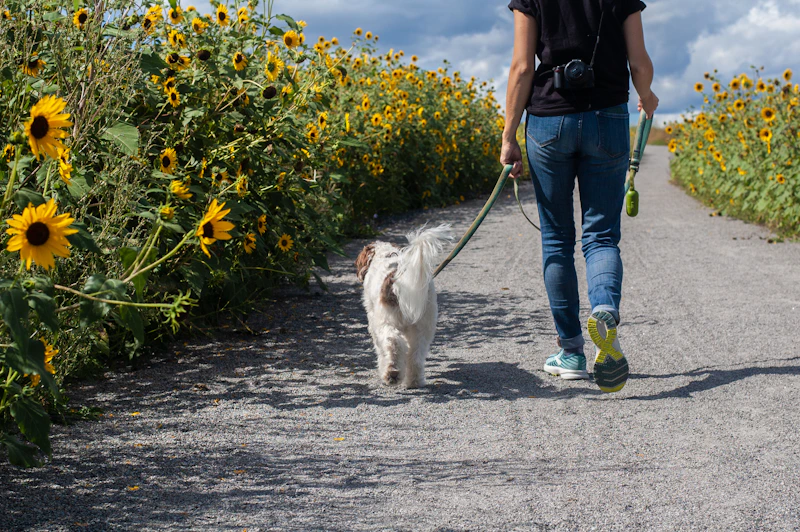 A dog trotting along a path through trees looking happy and free