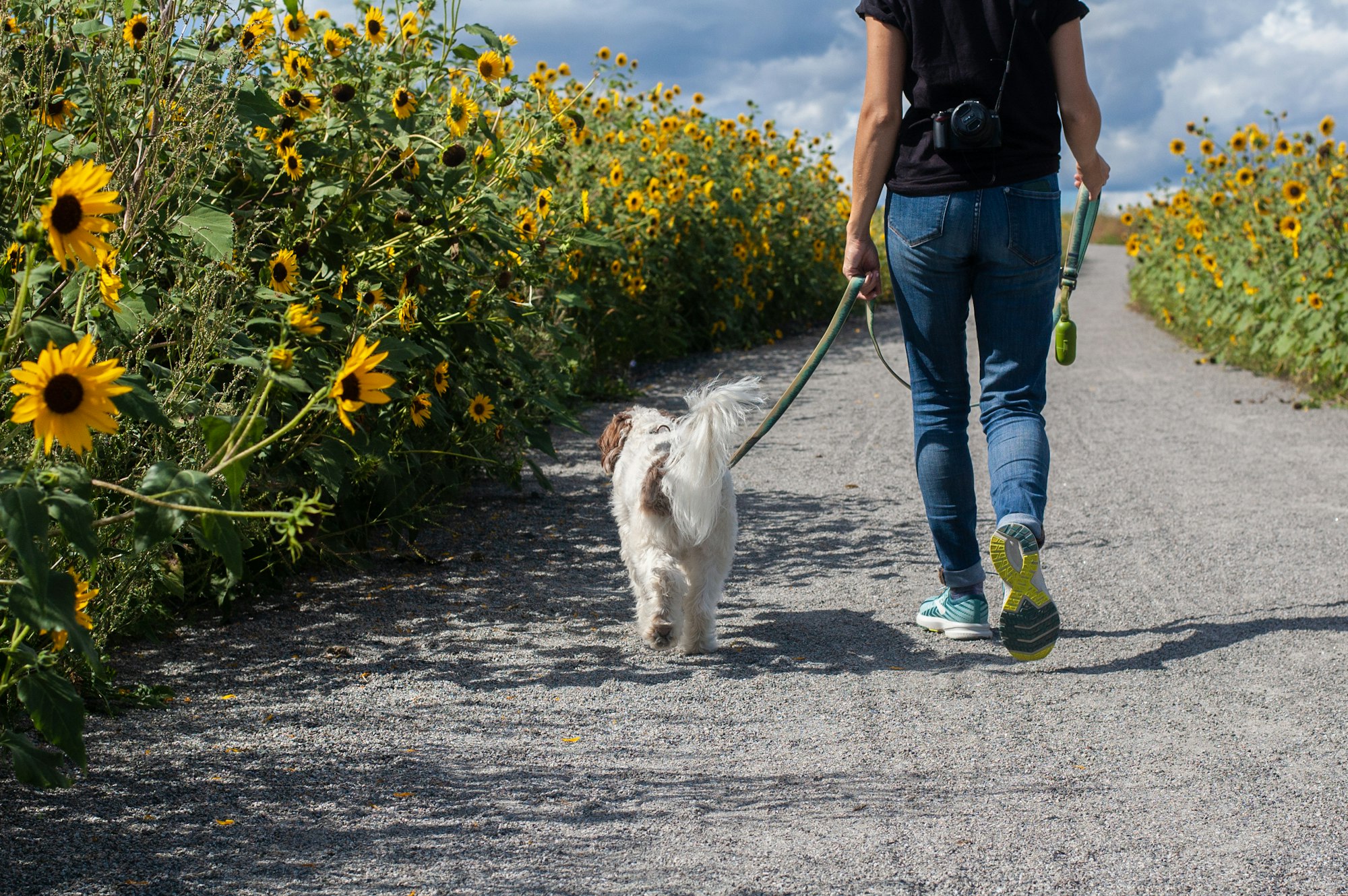 Mensch mit Hund an der Leine von Hinten zwischen Sonnenblumen