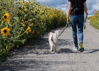 man in blue t-shirt and blue denim jeans walking with white dog on road during