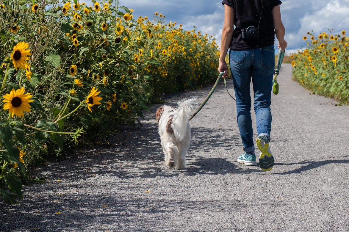 Cómo cuidar a un perro