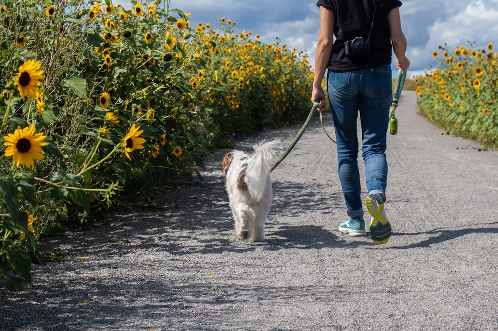 Mann in blauem T-Shirt und blauer Jeans geht mit weißem Hund unterwegs während