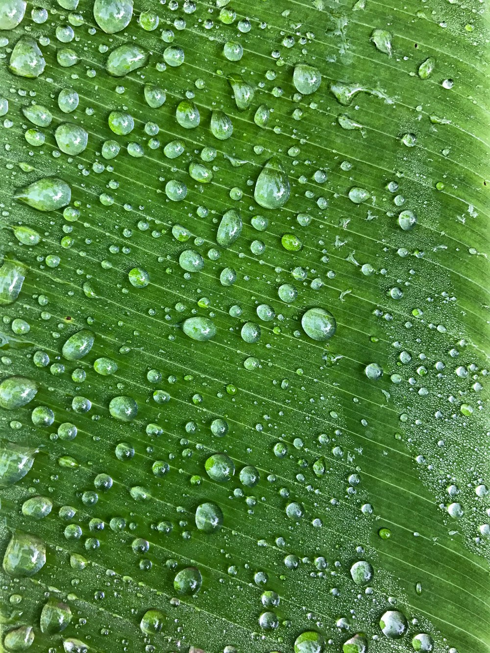 goccioline d'acqua su foglia verde