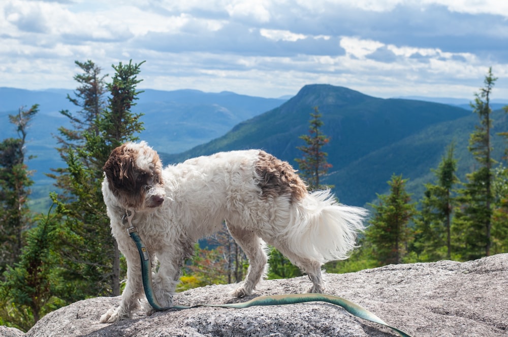 white and brown short coated dog on gray concrete pavement