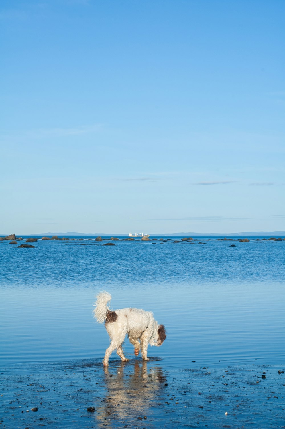 white long coated dog on blue sea during daytime