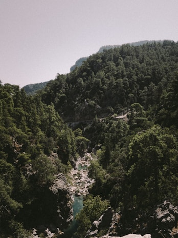A lush, green forest-filled canyon with a winding river running through it. The landscape is dense with trees, creating a natural and untouched wilderness scene.