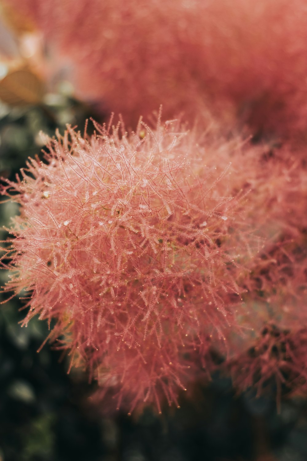 red and white flower in close up photography